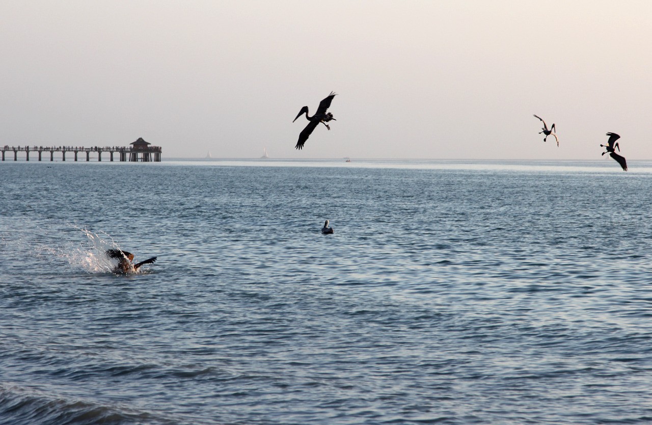 Les oiseaux du sud de la Floride - Fevrier 2015 O3vVXT