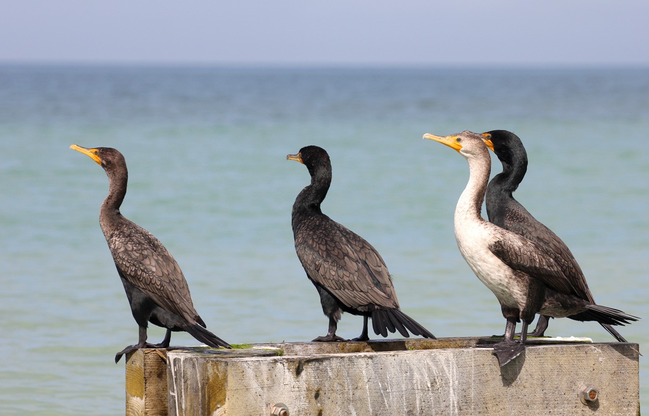 Les oiseaux du sud de la Floride - Fevrier 2015 It1rpr