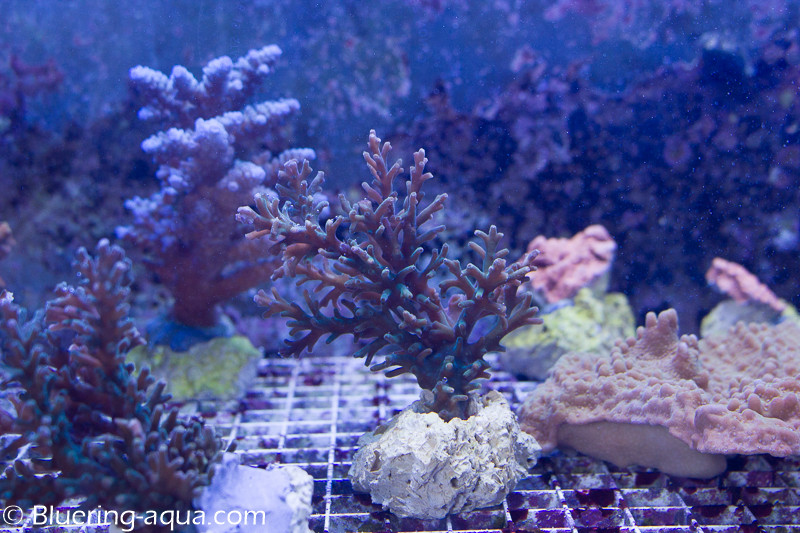 Promotion Acropora Echinata F6ftuV