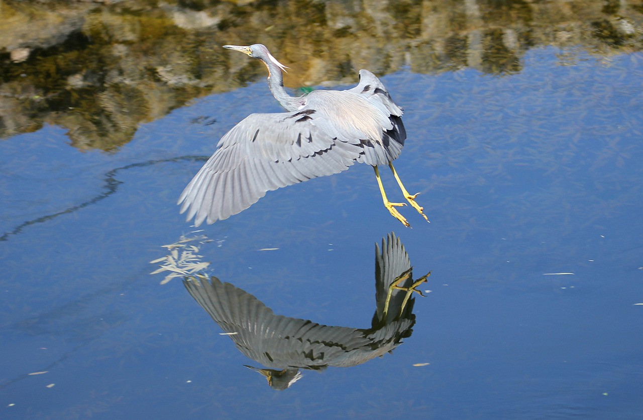 Les oiseaux du sud de la Floride - Fevrier 2015 YXfLdf