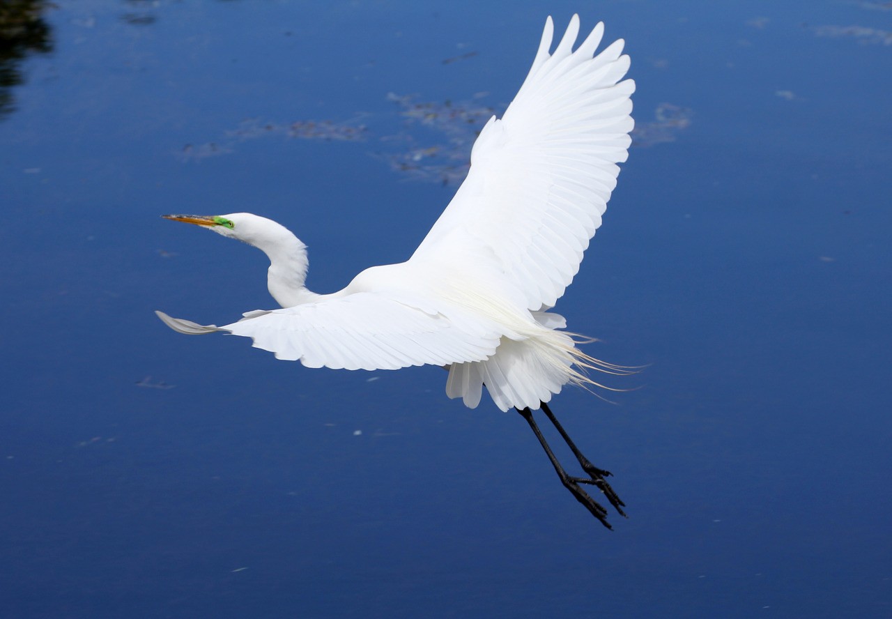 Les oiseaux du sud de la Floride - Fevrier 2015 VdIJTz