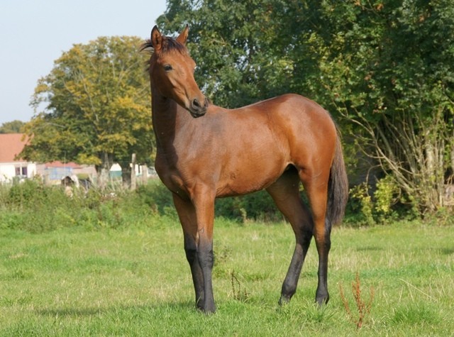 2015 - Farah de Myrol AA 50% Feydan PSAr x Lypha du Roy PS - Page 6 JhkxPi