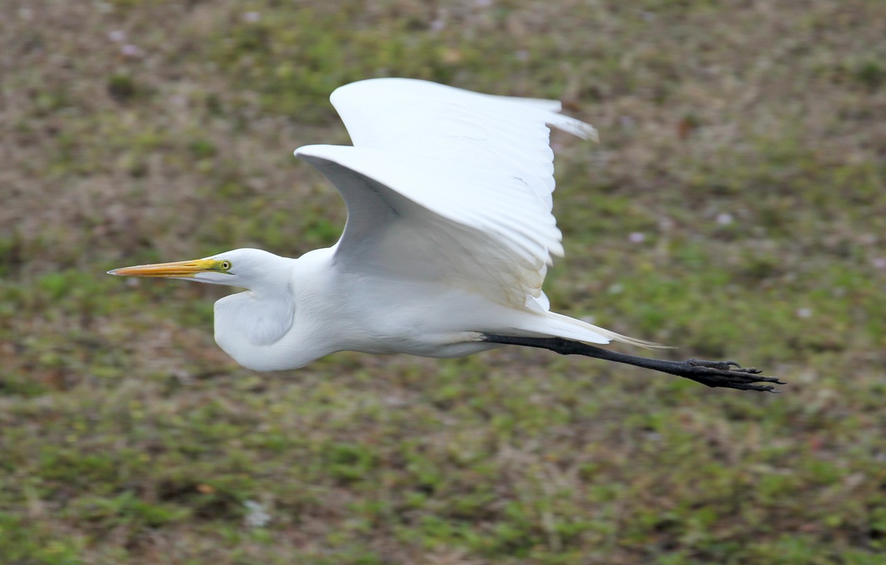 Les oiseaux du sud de la Floride - Fevrier 2015 Af492v
