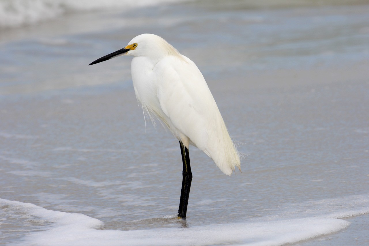 Les oiseaux du sud de la Floride - Fevrier 2015 C7PScc