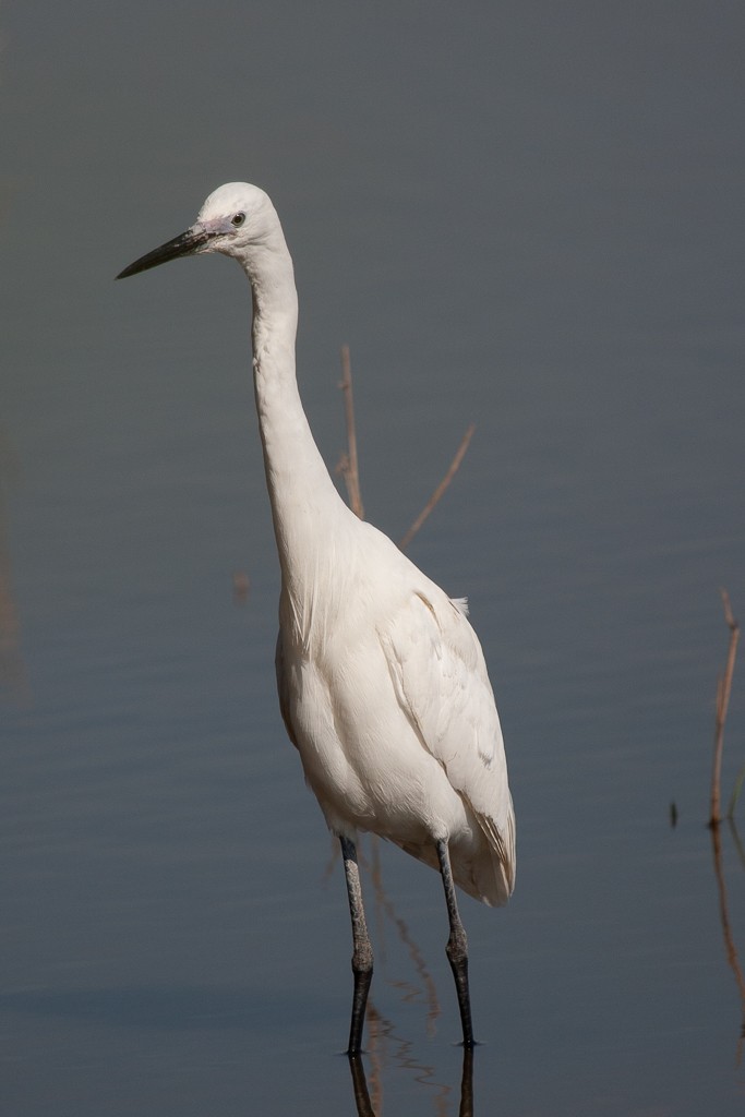 Aigrette Dj0m3r