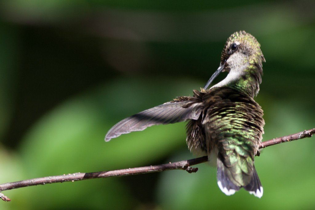 Colibri à gorge rubis LrUe52