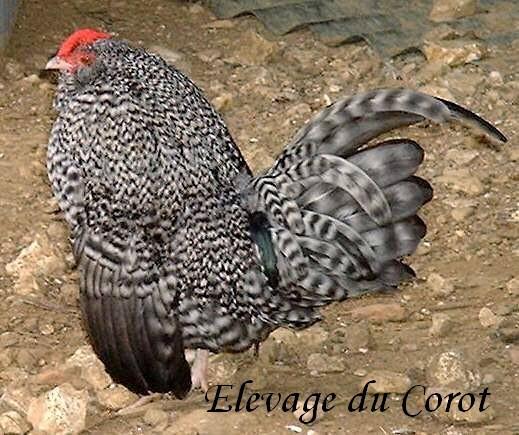 La couleur des poules : familles génétiques et exemples  2__content_18_519x435