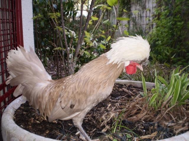 famille génétiques - La couleur des poules : familles génétiques et exemples  2__content_20_640x480