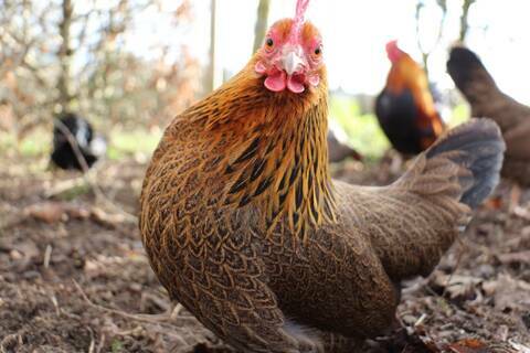 La couleur des poules : familles génétiques et exemples  2__content_21_480x320