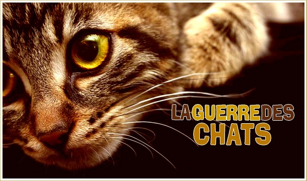 ♥La Guerre Des Chats♥