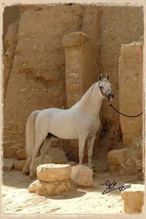 Around the Water Trough