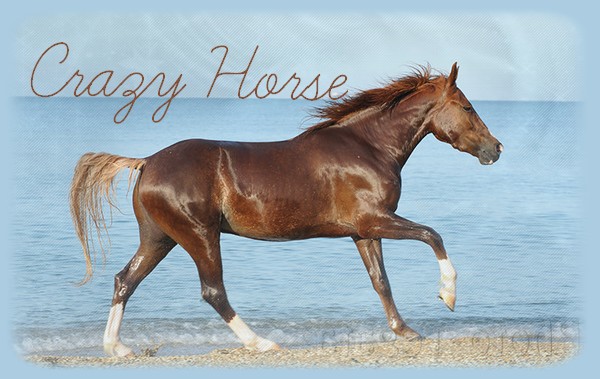 Crazy••Horse 