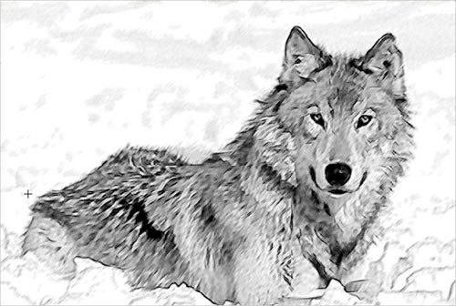 Asociación wolf rescue