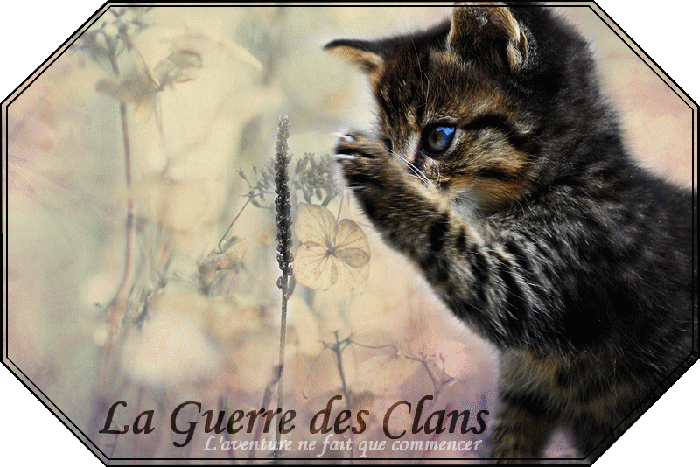 Chats sauvages,