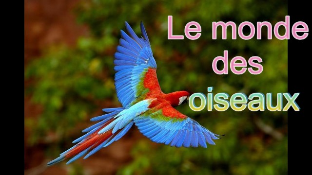 la passion des  oiseaux de toutes les couleurs