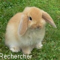 Rechercher