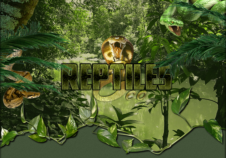 Reptile And Co le Forum