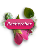 Rechercher