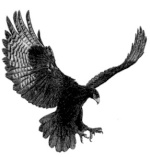 BlackEagle