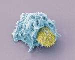 Dendritic Cell