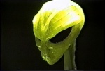 allien