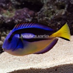 annonces divers hors aquariophilie 10-97