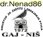 dr.nenad86