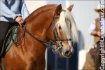 My-Haflinger