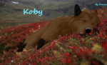 Koby