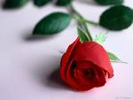 ~ Red Rose ~