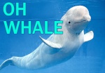 ohwhale