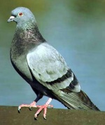 LE PIGEON