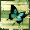 papillon74