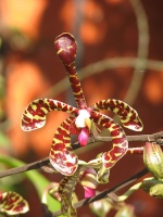 orchidee sauvage