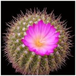 cactus flower