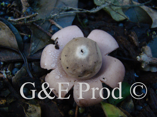 Geastrum sp