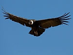 CLCONDOR