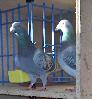 Racing Pigeons, Show & Fancy Pigeons 1-74