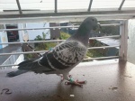 Found Pigeons 112-99