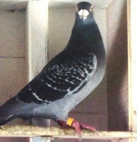 Fancy and Show Pigeons 240-66