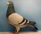General Pigeon News 3-10