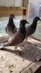 Fancy and Show Pigeons 584-14