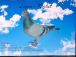 Pigeon Sales 691-98