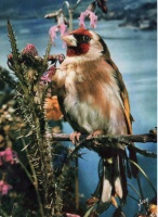 Carduelis