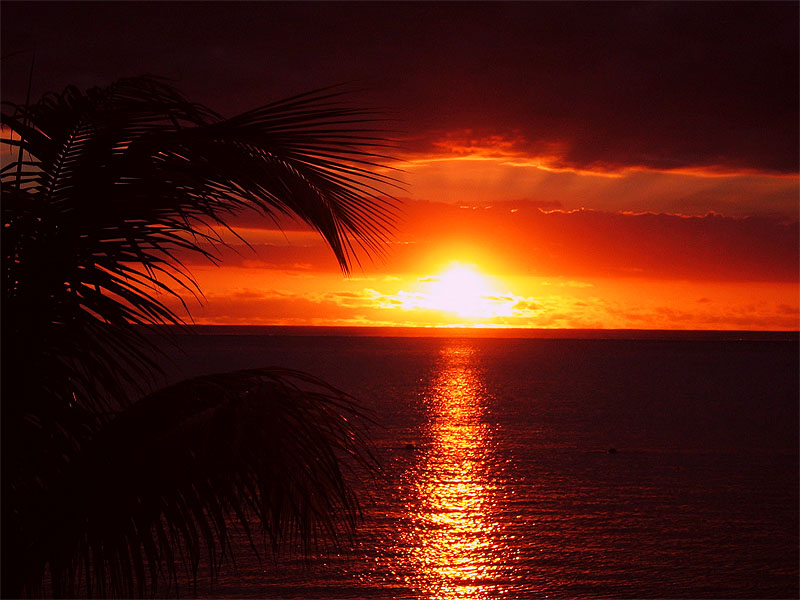 Palme/Sunset