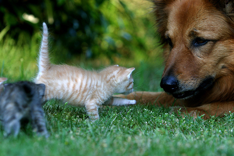 Kitten"Was willst du von mir du Otto?" :)