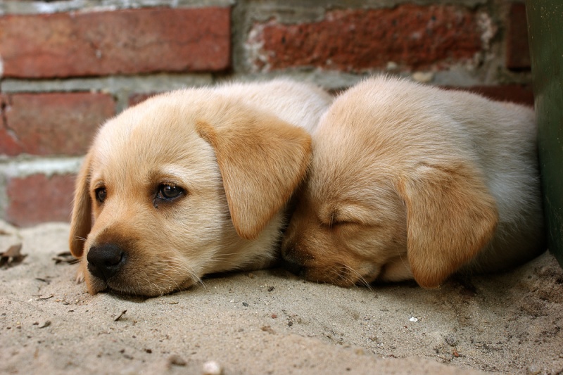 Labrador Welpen übermüdet