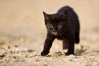 Wilder Panther...:))))