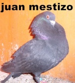 juan mestizo