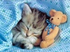 ohhh cute teady bear cuddeling with a kitty